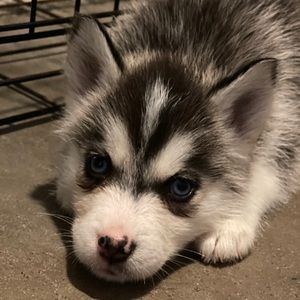 Meet your Posher, Gerry